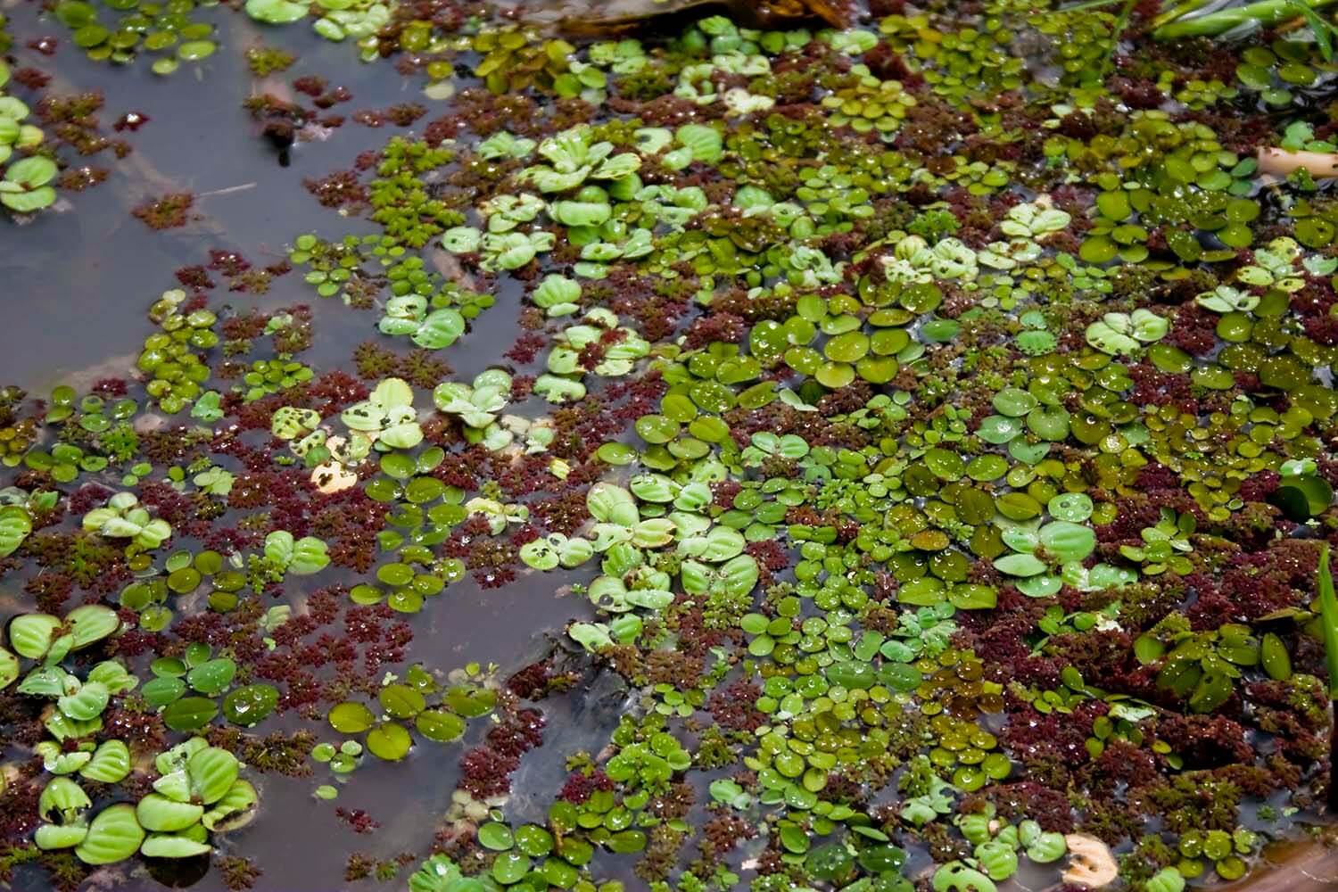 AMAZONAS 26_selva galeria_MG_3631.jpg